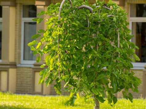 picture of weeping mulberry tree.